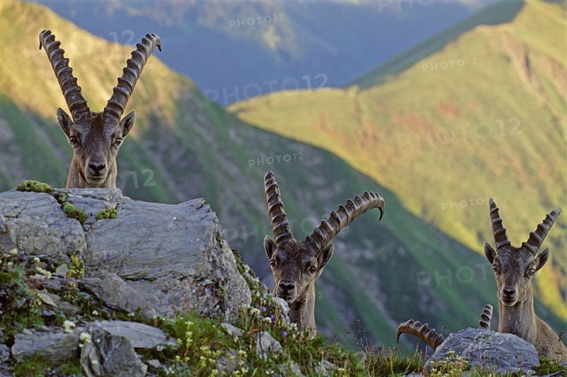Animals, Mammals, Alpine ibex, ibex (Capra ibex), three lying on a steep slope, Swiss Alps, evening light, portrait, Swiss Alps, Switzerland