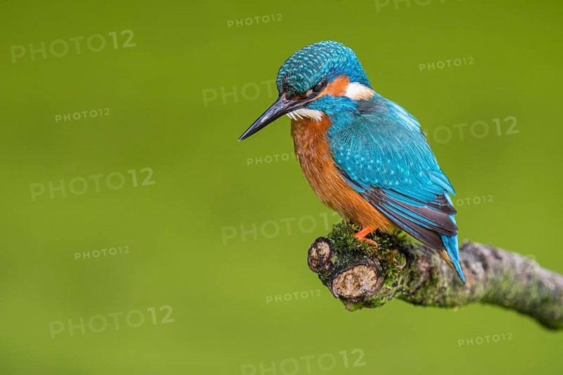 A kingfisher (Alcedo atthis) perched on its hunting perch whilst fishing, Naarden, North Holland, Netherlands