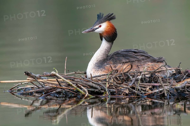 Great Crested Grebe (Podiceps cristatus) at its nest, Oldenburg Münsterland, Lower Saxony, Germany