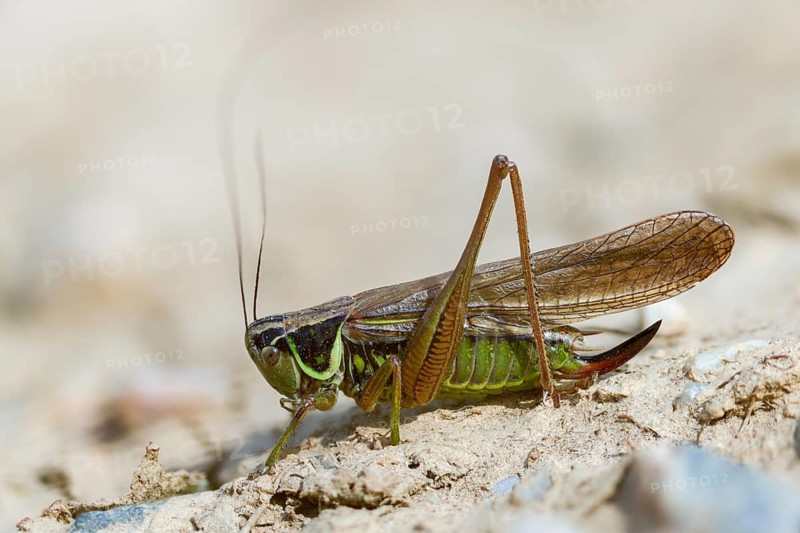 Grasshoppers, deciduous locusts, Metrioptera roeselii, Roesel's bush cricket, Rösel's bite deterrent, tettigoniidae, bog bush cricket, Ensifera, grasshoppers, insects, long-feeler scare