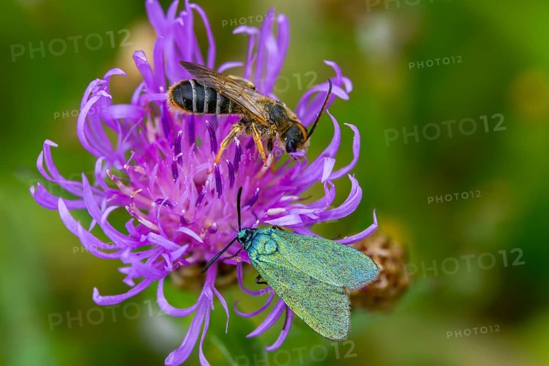 Flake green ram, green ram, jordanita globulariae, insects, moths, moths, moth, scarce forester, ram