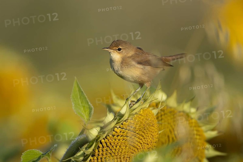 Reed warbler (Acrocephalus scirpaceus) adult bird on a sunflower seedhead in summer, England, United Kingdom