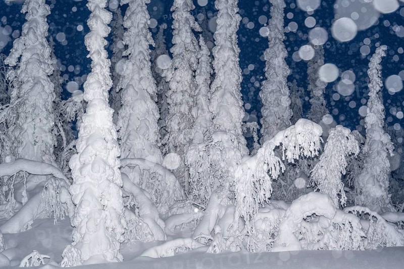 Boreal coniferous forest in the snow, Norrbotten, Lapland, Sweden