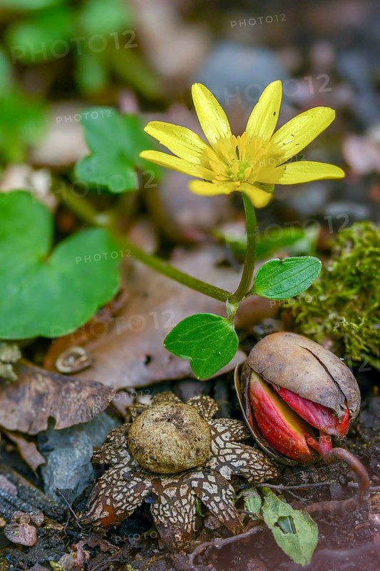 Astraeus hygrometricus, astraeus koreanus, barometer earthstar, false earthstar, cowarwort, ficaria verna, spring scarbockweed, geastrum commune, buttercup family, hygroscopic earthstar, ranunculaceae, ranunculus ficaria, scarbockweed, weather star, flora, fungi, fungus, high size, portrait format, lesser celandine plants, pilewort, mushrooms, plants