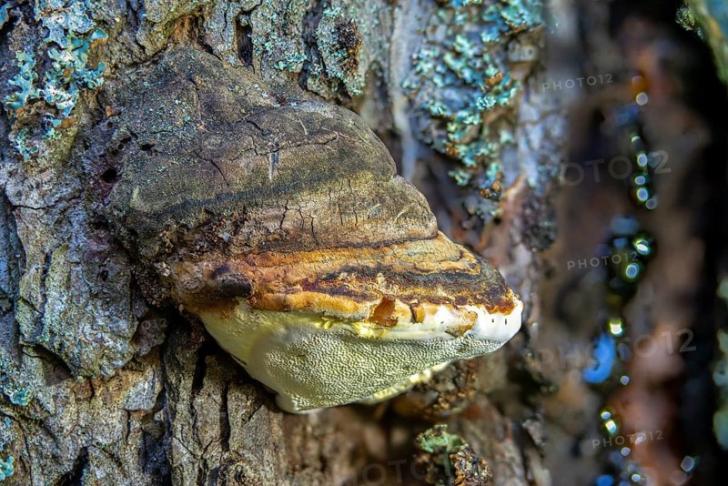Spruce porling, fomes marginatus, fomitopsis pinicola, pine porling, red-banded polypore, red-belted polypore, red-edged tree sponge, red-edged porling, ungulina marginata, white-edged tree sponge, fungi, mushrooms, red-belted conk