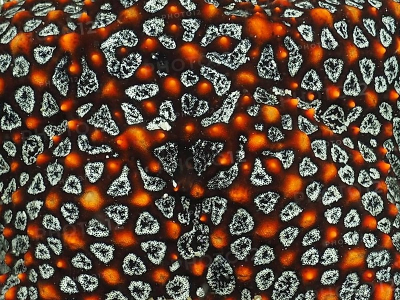 Close-up of a starfish with a vivid, high-contrast pattern of orange and white: the Panamic cushion seastar (Pentaceraster cumingi), Sombrero Reef dive site, Playa Flamingo, Costa Rica, Pacific Ocean