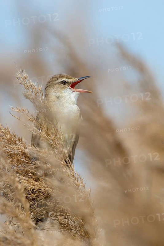 Acrocephalus arundinaceus, Brandenburg, Germany, throttle warbler, great reed warbler, nabu project, national natural heritage, natural paradise Grünhaus, post-mining landscape, birds, call, song, green house, high size, portrait format, passeri, call, singing, songbirds, birds, warbler