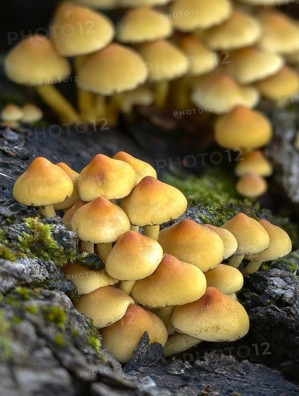 Brown-gilled woodlover, grey-leaved sulfur head, honeyhead, hypholoma capnoides, mild sulfur head, smoky-leafed sulfur head, smoky-gilled woodlover, fungi, fungus, high size, portrait format, mushrooms