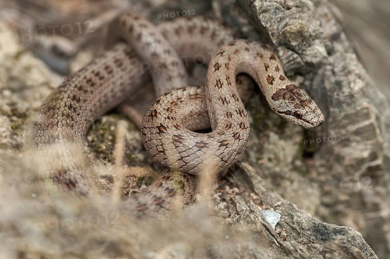 Coronella Austriaca, smooth snake, critters, reptilia, reptilia, reptiles, snakes, snakes