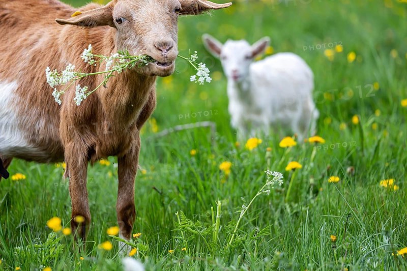 Goats on a pasture in the Swabian Jura. The animals are used as landscape conservationists. St. Johann, Baden-Württemberg, Germany