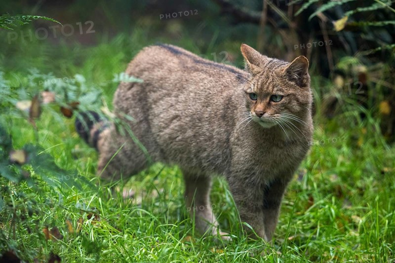 Carnivora, felis silvestris, predators, wildcat, mammals, raptors, mammals