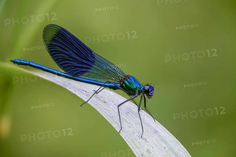 Banded demoiselle, calopteryx splendens, banded dragonfly, damselflies, dragonflies, insects, dragonflies, male, odonata, zygoptera