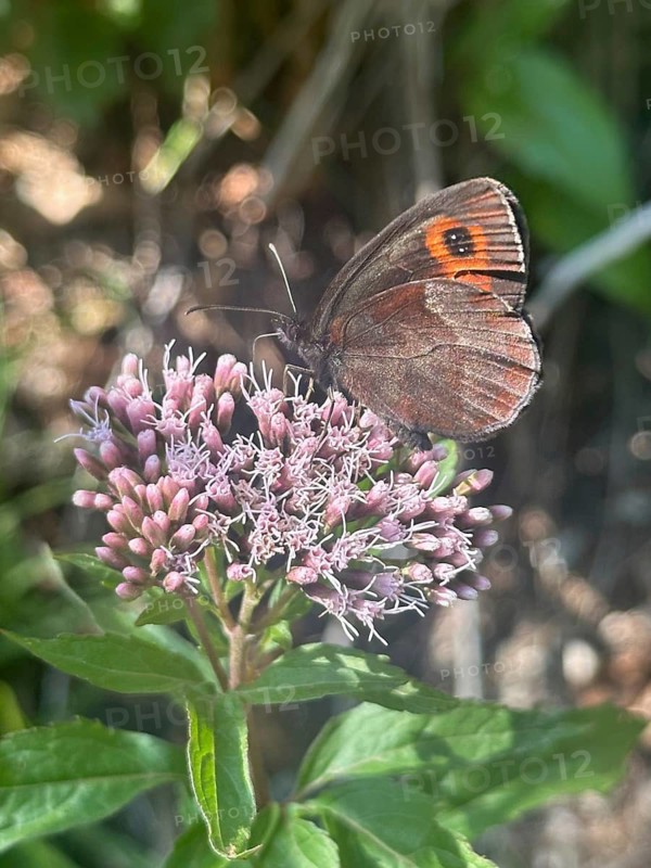 Grey-banded Erbie (Erebia aethiops), a butterfly, perched on hemp agrimony (Eupatorium cannabinum), Upper Bavaria, Bavaria, Germany