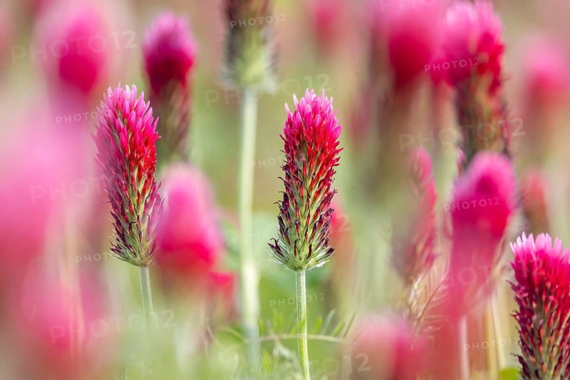 Crimson clover, Italian clover (Trifolium incarnatum) annual plant native to Atlantic and southern Europe, used as forage crop for cattle