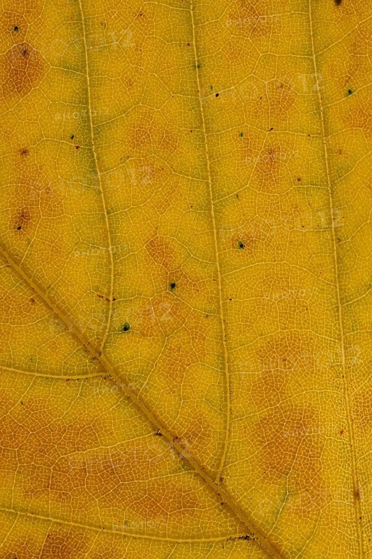 Common beech (Fagus sylvatica) tree close up of an autumn colour leaf, England, United Kingdom
