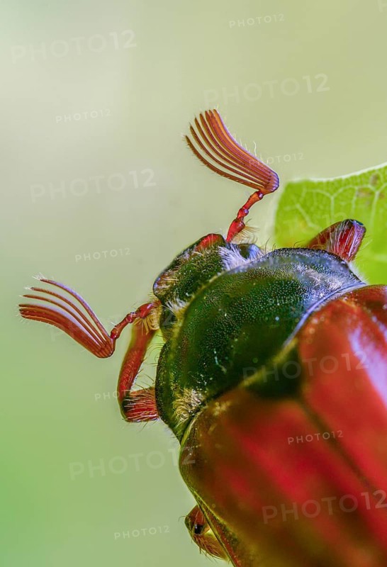 Leaf horn beetle, field may beetle, common may beetle, may bug, melolontha melolontha, scarabaeidae, beetle, cockchafer, coleoptera, doodlebug, high size, portrait format, insects, beetles