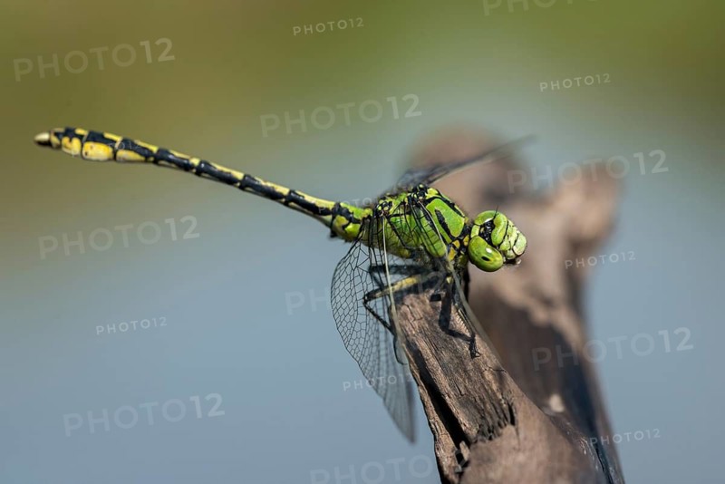 Green culbtail, green snaketail, green wedge, ophiogomphus cecilia, anisoptera, damselflies, dragonflies, insects, dragonflies, odonata