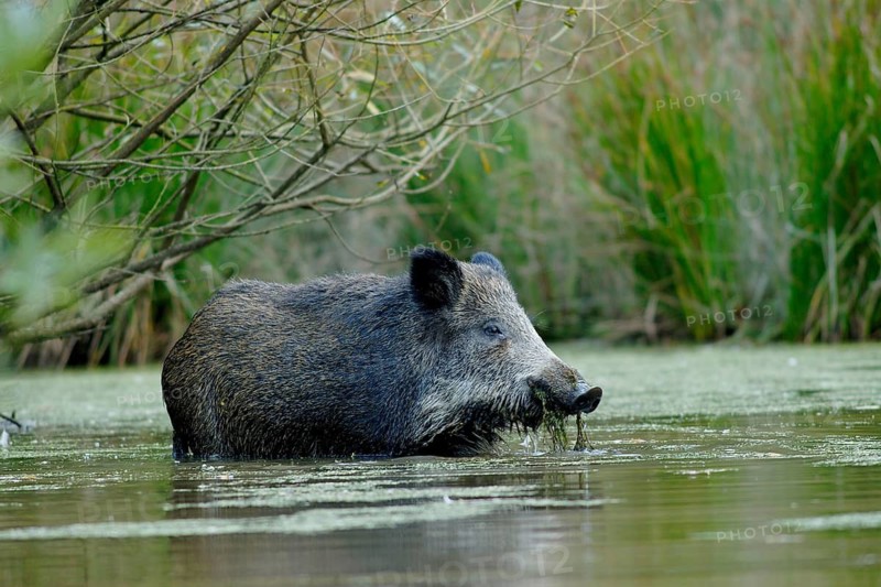 Wild boar in the forest/Keiler/Sus crofa/Wild boar in Wintertime/Germany/Germany, piglet, Germany