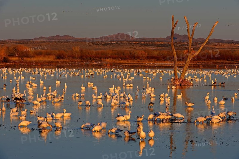 Snow geese. Apache Forest, New Mexico, USA. Snow Geese. Bosque del Apache, New Mexico, United States of America