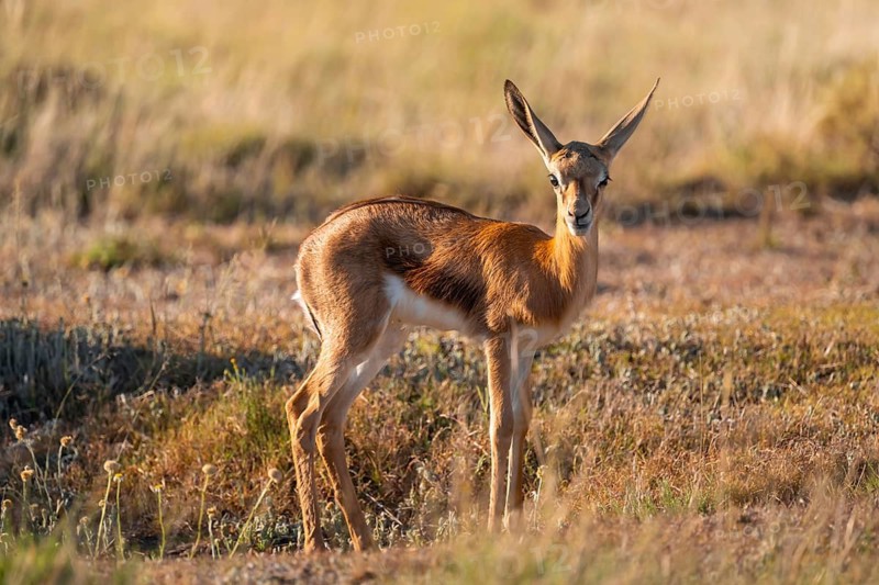 Cute young springbok (Antidorcas marsupialis) in meadow, Mountain Zebra National Park, South Africa