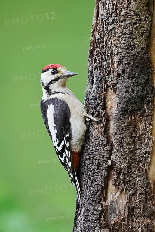 Great spotted woodpecker (Dendrocopos major, Picoides major), young bird, North Rhine-Westphalia, Germany