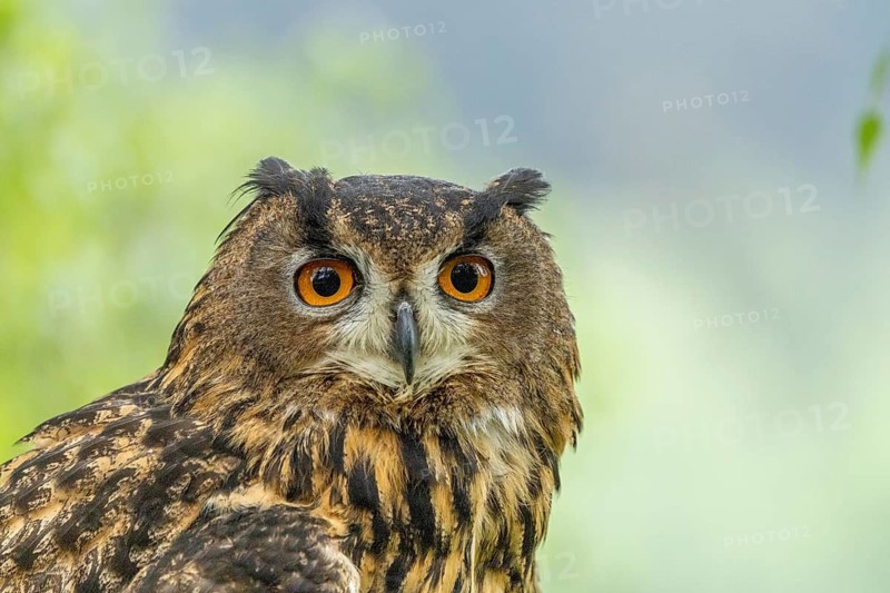 Owl with orange eyes against a blurred forest background, eagle owl (Bubo bubo), adult, animal portrait, alert, Bohemian Forest, Czech Republic