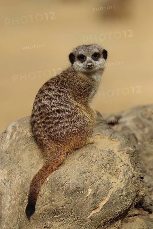 A meerkat sits alertly on a rock in its natural habitat, meerkat (Suricata suricatta), keeping watch, in captivity