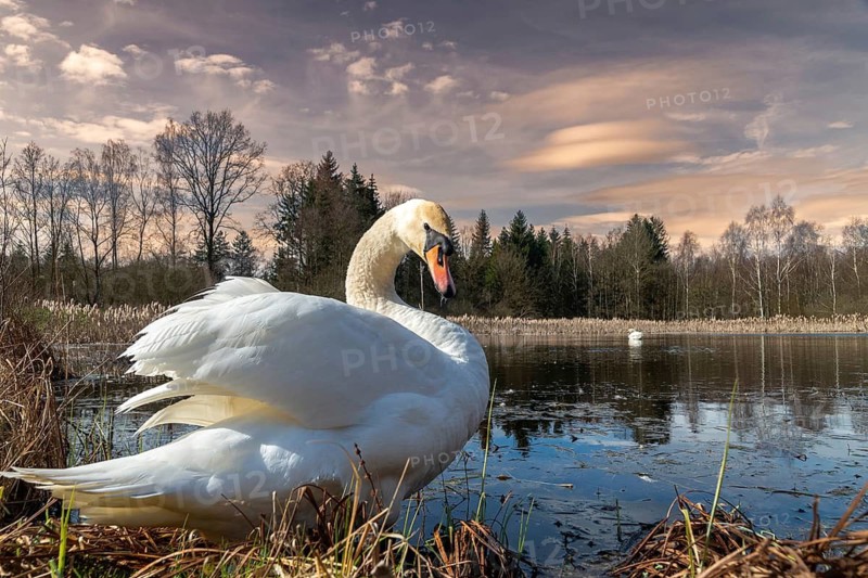 Cygnus olor, mute swan, anatidae, birds, duckbirds, spring, cusp swan, swans, jump, swans, birds, waterbirds, waterbirds