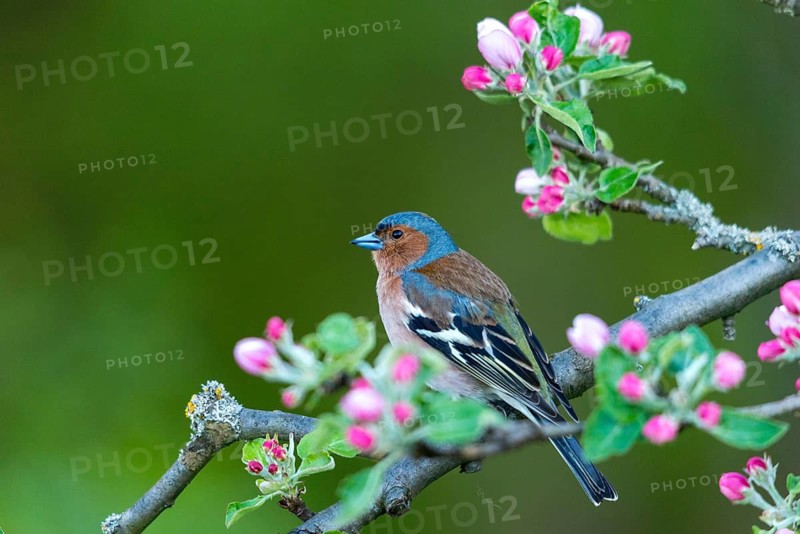 Chaffinch, fringilla coelebs, fruit tree blossoms, birds, spring, male, passeri, songbirds, song birds, jump, birds