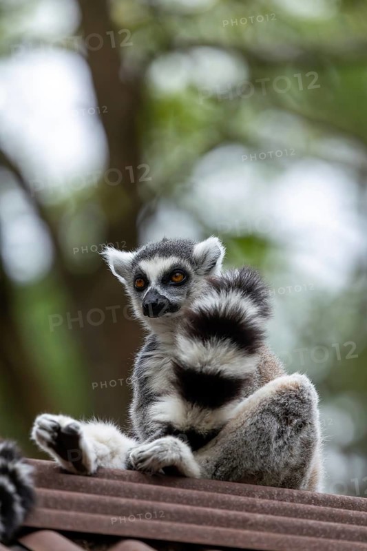 A lemur sits quietly on a branch, surrounded by natural scenery and greenery. A seated ring-tailed lemur (Lemur catta), in captivity, Apenheul, Netherlands