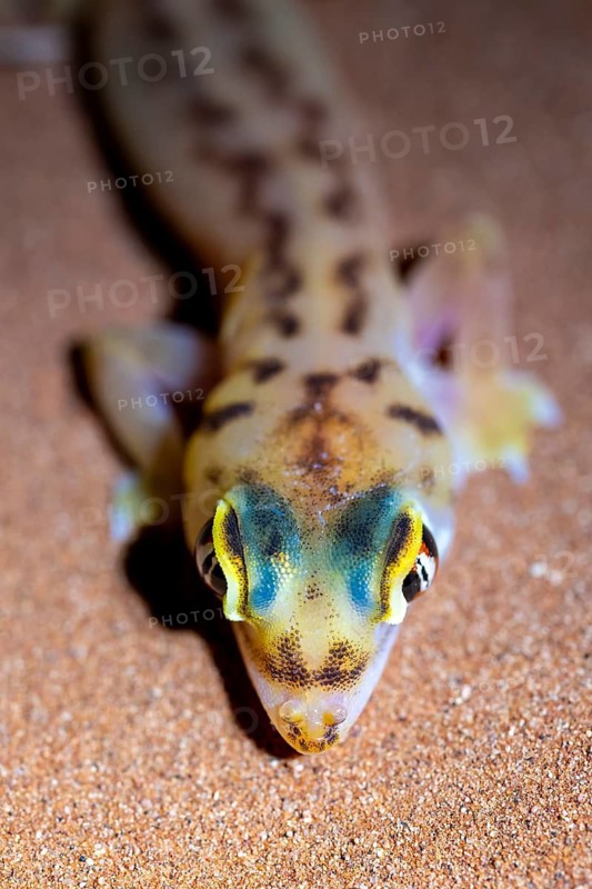 Palmato gecko (Pachydactylus rangei), night shot, NamibRand Nature Reserve, Namib Desert, Namibia
