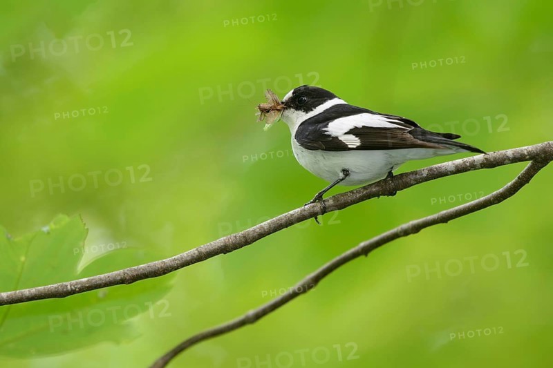 Animals, birds, male collared flycatcher with an insect in its beak (Ficedula albicollis), Freising, Bavaria, Germany