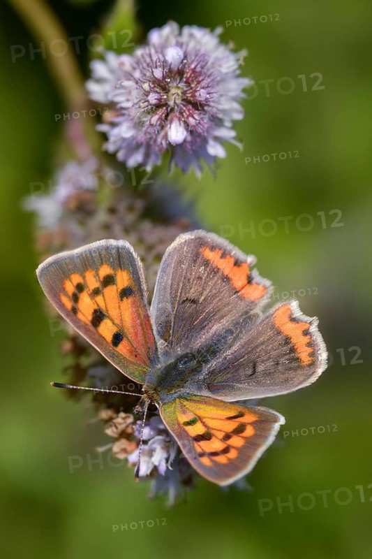 Fire butterfly, small fire butterfly, Lycaena phlaeas, small copper, butterfly, high size, portrait format, insects, butterflies, butterflies, butterflies