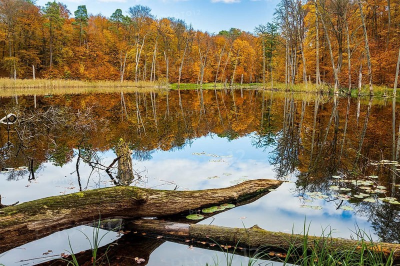 Schweingartensee in the UNESCO World Heritage Site Beech Forest Serrahn, Serrahn, Carpin, Mecklenburg-Western Pomerania, Germany