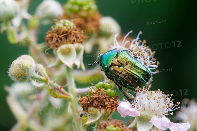 Close-up of an iridescent green Rose chafer (Cetonia aurata) beetle on bramble flowers, captured with vivid detail and colors in a natural setting