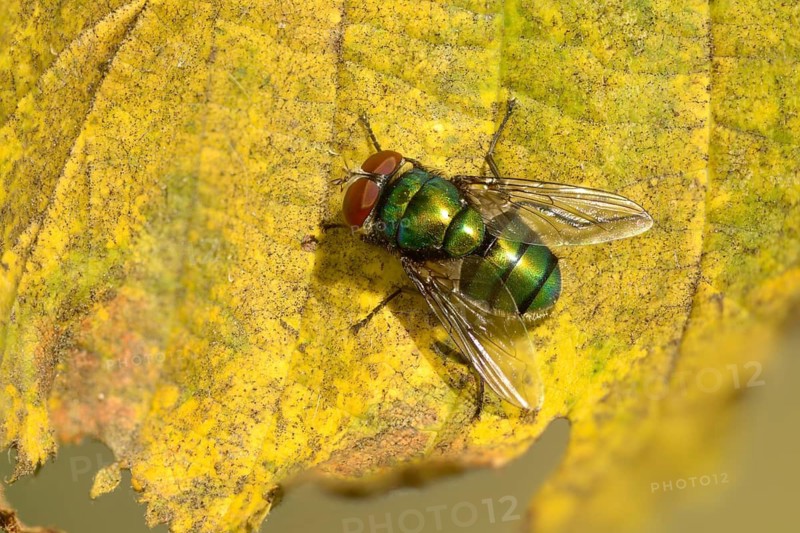 Calliphoridae, Calliphoridae spec., blowfly spec., blowflies, blow-flies, bluebottles, carrion flies, cluster flies, diptera, greenbottles, insects, two-winged birds