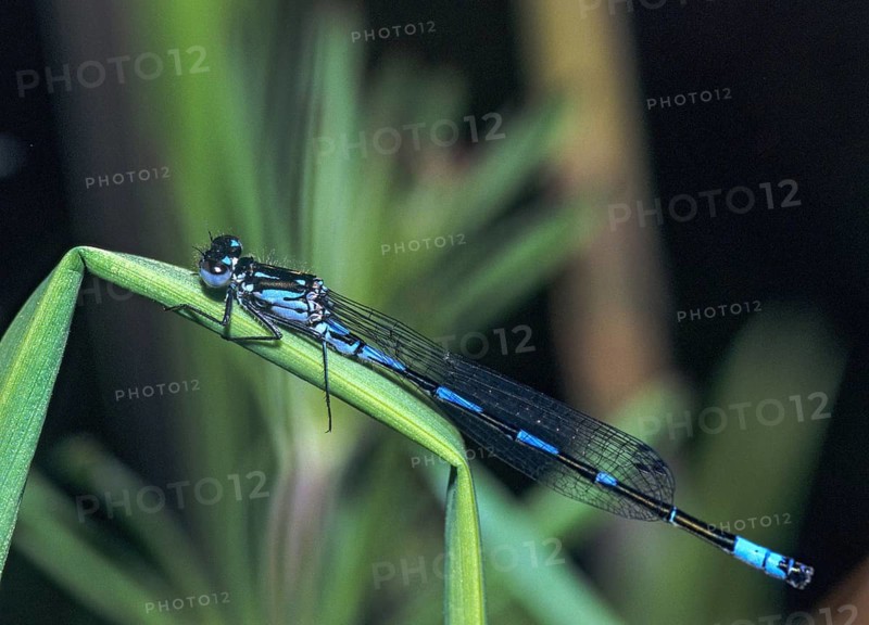 Coenagrion pulchellum, bat azuremaid, variable damselfly, damselflies, dragonflies, insects, leo, dragonflies, male, odonata, zygoptera