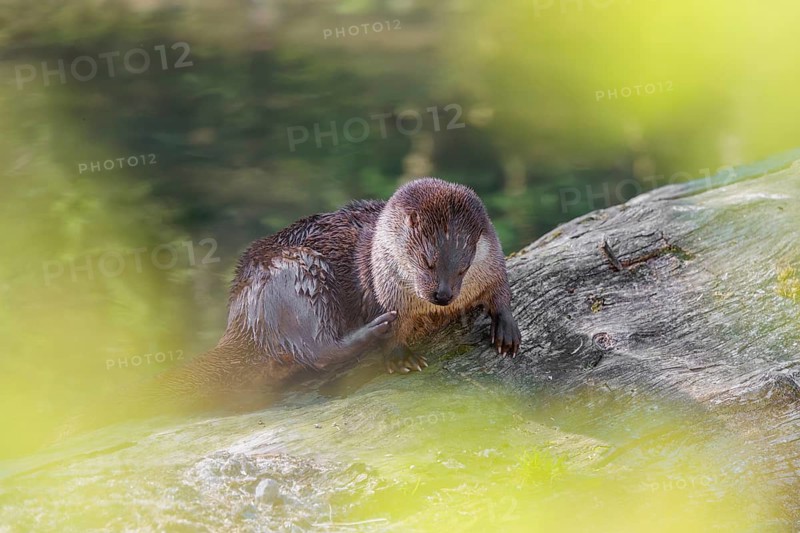 A Eurasian otter (Lutra lutra) grooms its fur on a sunny day on a fallen, decaying tree lying in the water of a small stream. Czech Republic