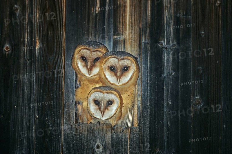 Three barn owls, barn owl, animals, birds, owls, barn owls, tree, tree hollow, biotope, habitat, woodshed, nest, owl, owls, (Tyto alba), Federal Republic of Germany
