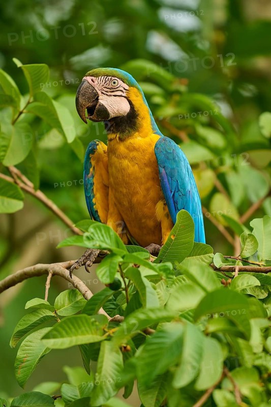 A parrot with blue and yellow plumage is perched on a branch amidst dense foliage: the Yellow-breasted Macaw (Ara ararauna), Bonito, Pantanal, Brazil