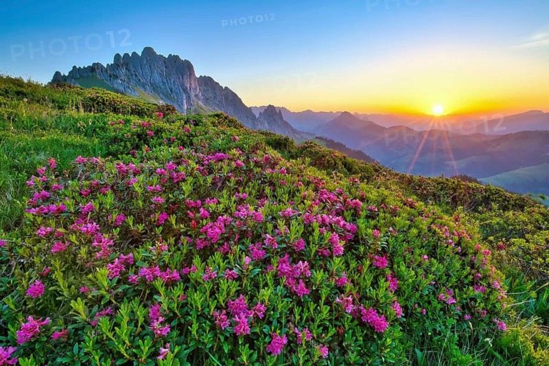 The Jaun Pass with the Gastlosen mountain range at sunrise, in the foreground, the rusty-leaved alpenrose (Rhododendron ferrugineum), Canton of Bern, Switzerland