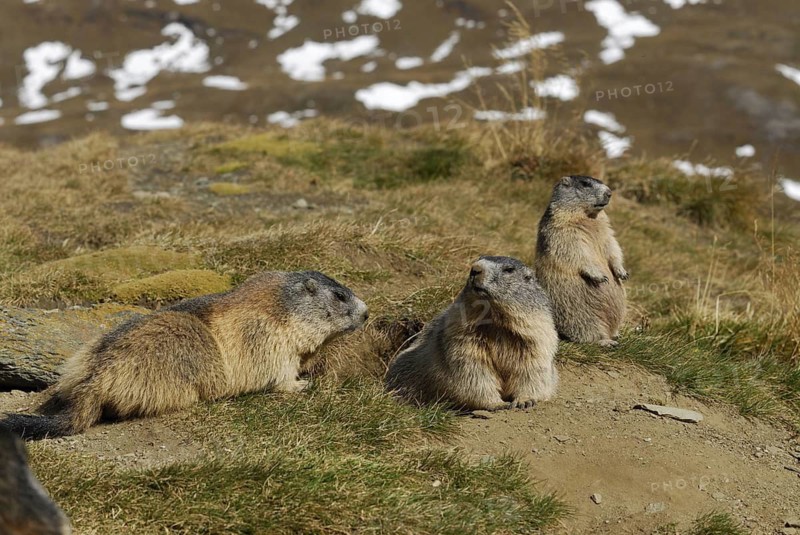 Groundhog, Hohe Tauern, Austria, 09/2007