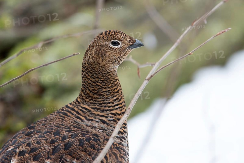 Black grouse, black grouse, blackcock, Eurasian black grouse, pheasant species, Lyrurus tetrix, northern black grouse, tetrao tetrix, birds, black deer, chickens, Galliformes, chicken, chicken birds, phasianidae, grouse grouse, tetraonidae, birds, female