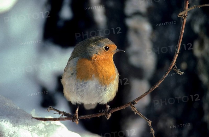 Erithacus rubecula, robin, robins, birds, passeri, songbirds, songbirds, birds, winter