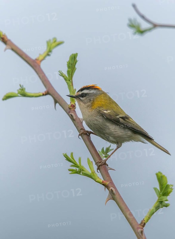 Common firecrest, golden chicken, Regulus ignicapillus, summer golden chicken, birds, high size, portrait format, male, passeri, songbirds, birds