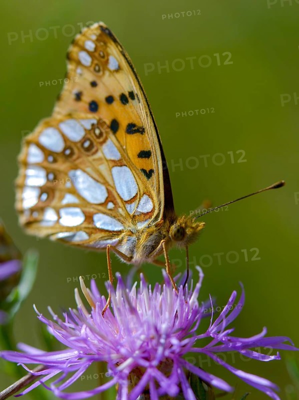 Argynnis Lathonia, Issoria Lathonia, small mother-of-pearl butterfly, queen of Spain fritillary, butterfly, high size, portrait format, insects, butterflies, butterflies, butterflies