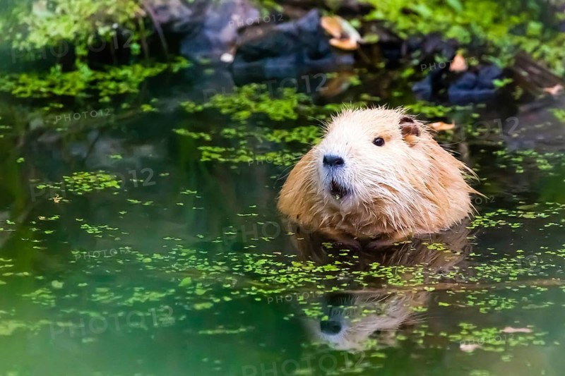 Animals, mammals, nutria, beaver rat, swamp beaver, biotope, habitat, tailbober, tail rat