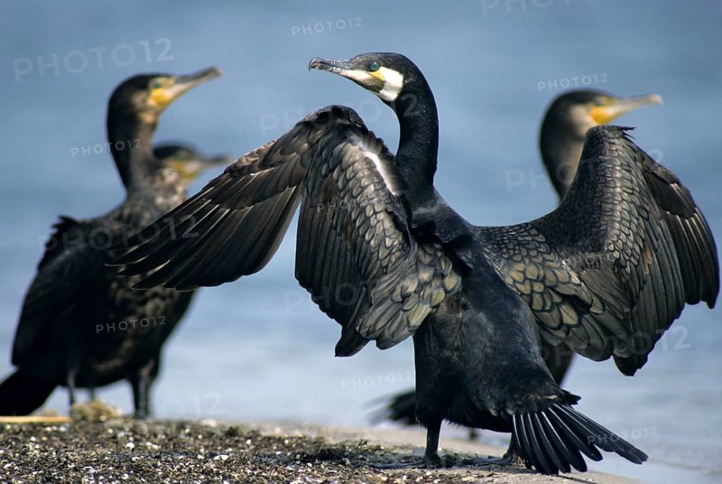 Black shag, cormorant, phalacrocorax carbo, birds, eclipse plumage, pelecaniforms, ropedes, rest dress, simple dress, birds, waterbirds, waterbirds