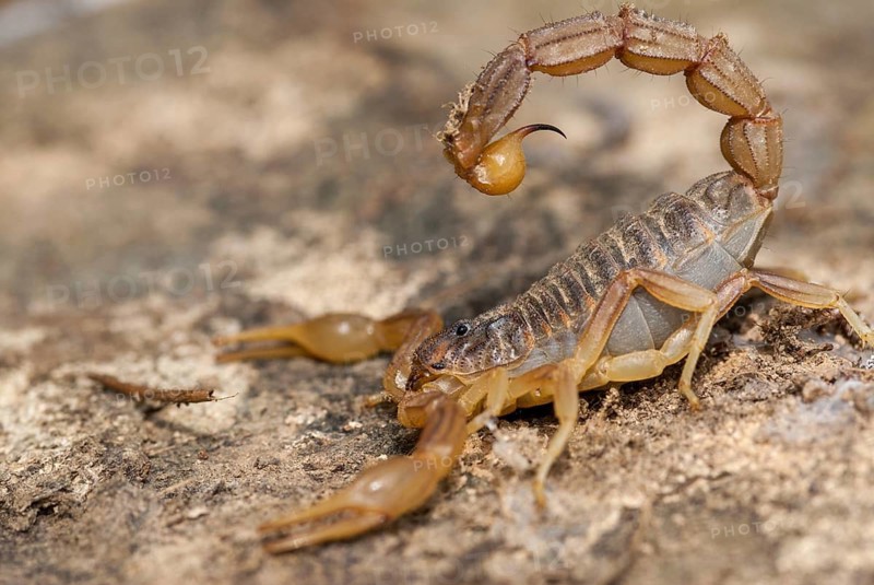 Arachnida, Buthus occitanus, common xellow scorpion, field scorpion, rock scorpion, yellow scorpion, yellow desert scorpion, scorpiones, arachnids, arthropods, extremadura, arthropods, arthropods, scorpions, Spain