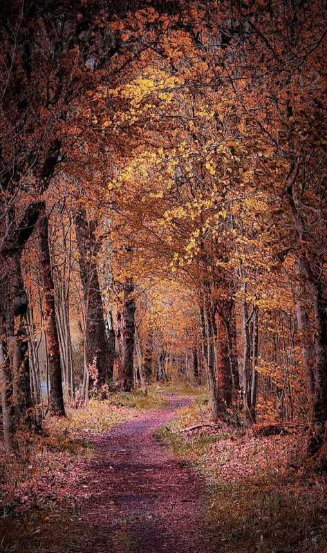 An autumnal trail with trees full of orange and yellow leaves, hiking in the Frankenwald nature park Park, Upper Franconia